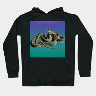 Blue grandient background of a vintage illustration of a snake Hoodie